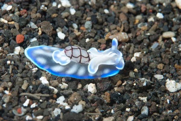 Mikromelo cf. veriyi çıkart Deniz Sümüklüböceği