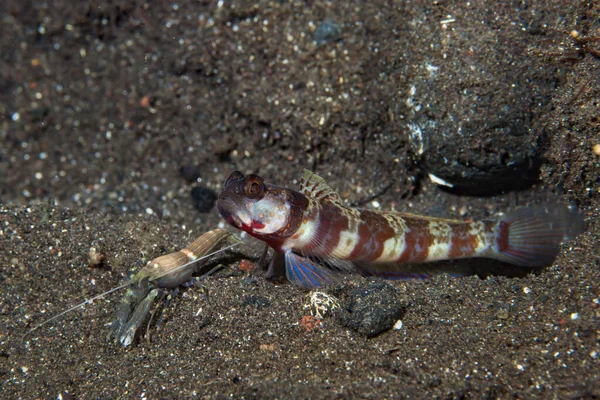 Geniş bantlı Karides-Goby Amblyeleotris periophthalma