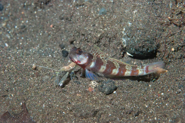 Geniş bantlı karides-goby (Amblyeleotris periophthalma) gibi karides-gobiler siyah kum habitatlarında çok sık rastlanır.