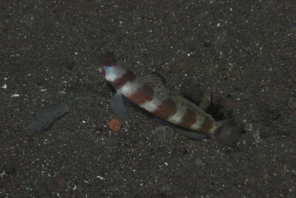 Geniş bantlı Karides-Goby Amblyeleotris periophthalma