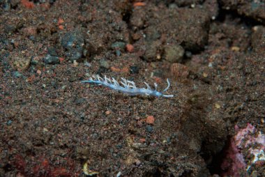 Flabellina iki renkli Çıplak Endonezya