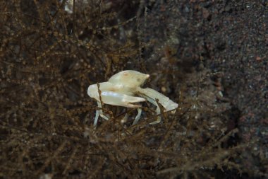 Mercan Yengeci Quadrella sp.