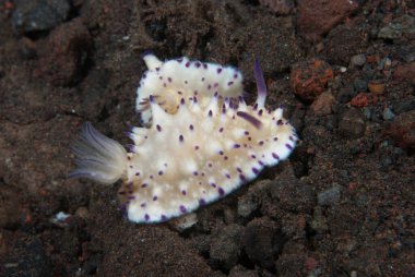 Meksikromis CF. Çoklu tüberküloz Çıplaklık