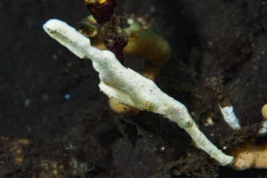 Ayrıca bu Velvet Ghost Pipefish (Solenostomus sp) gibi yakalanması zor hayalet pipebalıklar da var. Sakin siyah kum göllerinde bulunabilir..