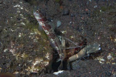 Geniş bantlı Karides-Goby Amblyeleotris periophthalma