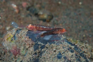 Yaygın Ghostgoby Pleurosicya mossambica