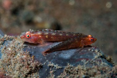 Yaygın Ghostgoby Pleurosicya mossambica