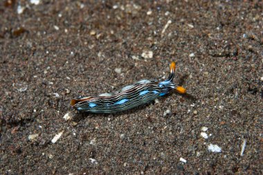 Thuridilla gracilis Deniz Sümüklüböceği