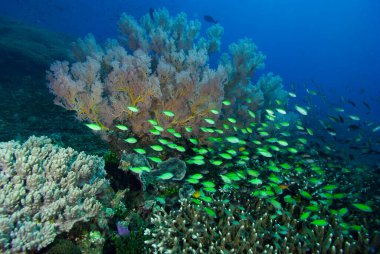 Tropikal Mercan Resifi Sualtı Manzarası