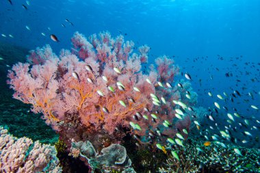 Tropikal Mercan Resifi Sualtı Manzarası