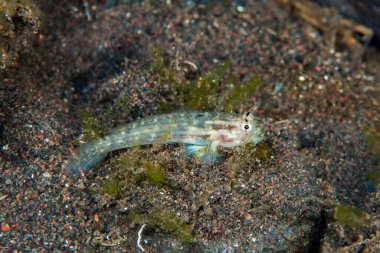 Çubuk Gözlü Goby Gnatholepis sp.