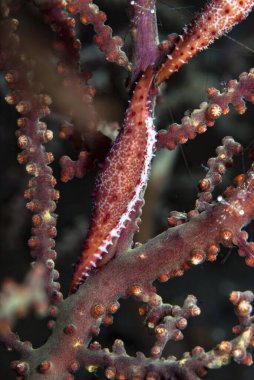 Müttefik Cowry Phenacovolva birostris
