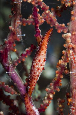 Müttefik Cowry Phenacovolva birostris