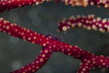 Deniz Hayranı Yorum Karidesi Hamodactylus sp.