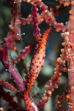 Müttefik Cowry Phenacovolva birostris