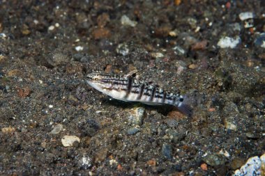 Yarı demir keçi Amblygobius semicinctus