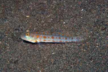 Portakal lekeli uykucu Goby Valenciennea puellaris
