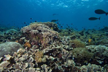 Bicolor Chromis Chromis margaritifçisi