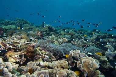 Bicolor Chromis Chromis margaritifçisi