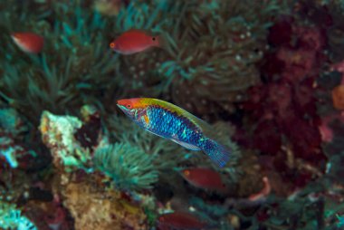 Sarı yüzgeçli peri Wrasse Sirhilabrus flavidorsalis