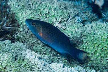 Yanak çizgili Maori Wrasse Cheilinus digramma
