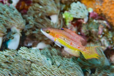 Küçük Maori Wrasse Cheilinus bimaculatus