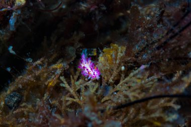 Aegires villosus Çıplaklık Endonezya