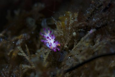 Aegires villosus Çıplaklık Endonezya