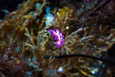 Aegires villosus Çıplaklık Endonezya