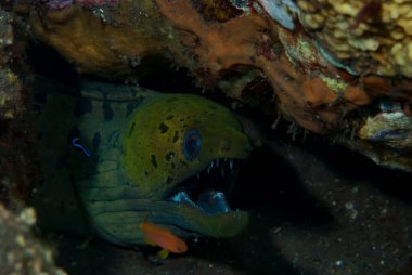 Fimbriated Moray Gymnothorax fimbriatus