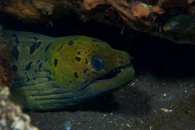 Fimbriated Moray Gymnothorax fimbriatus