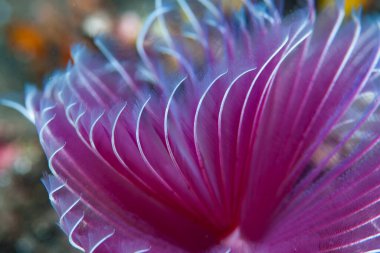 Sabellid Solucan Bispira sp.