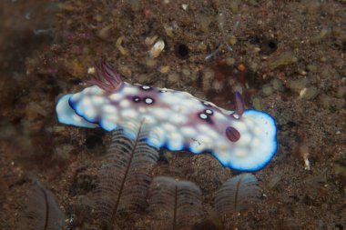 Goniobranchus hintuanensis Çıplaklık Endonezyası