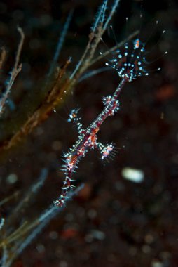 Süslü Hayalet Boru Balığı Solenostomus paradoksu