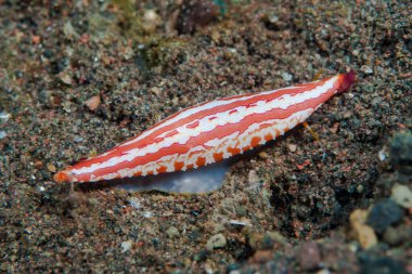 Spindle cowrie (Pellasimnia doğaçlama)