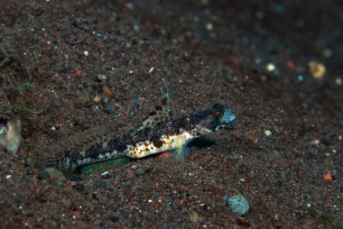 Bayrak-Fin Karides-Goby Tomiyamichthyis sp 2