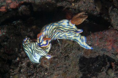 Hypselodoris zephyra Çıplak Endonezya