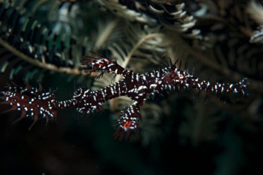 Süslü Hayalet Boru Balığı Solenostomus paradoksu