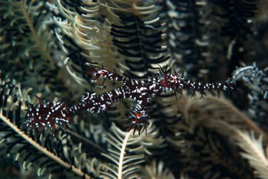 Süslü Hayalet Boru Balığı Solenostomus paradoksu