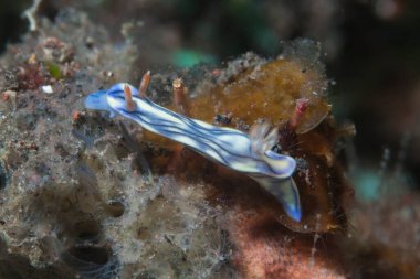 Hypselodoris nigrostriata Çıplak Endonezya