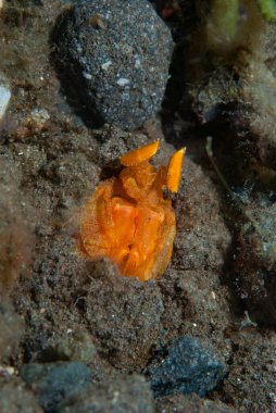 Mantis Karidesi Lysiosquilloides Mapia