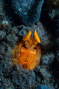 Mantis Karidesi Lysiosquilloides Mapia