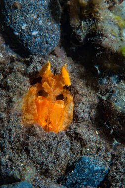 Mantis Karidesi Lysiosquilloides Mapia