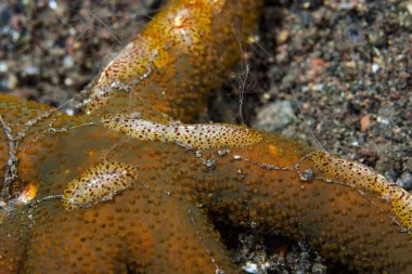 Benthic tarak-jöle Coeloplana astericola
