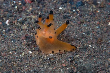 Kakera sp. Çıplak Endonezya