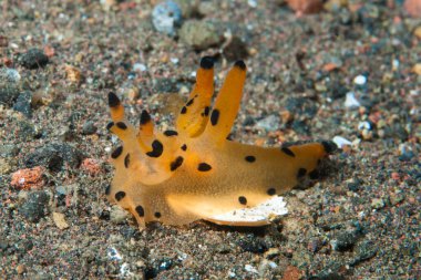 Kakera sp. Çıplak Endonezya