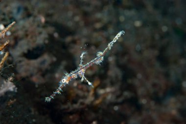 Süslü Hayalet Boru Balığı Solenostomus paradoksu