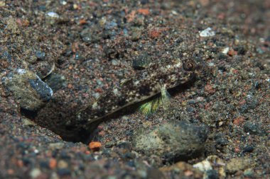 Bali Kum-Goby Papillogobius Anlamı: