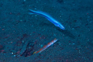 Yuvarlak Kuyruklu Dart Goby Ptereleotris sp.1
