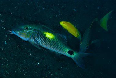 Sarı benekli keçi balığı Parupeneus indicus